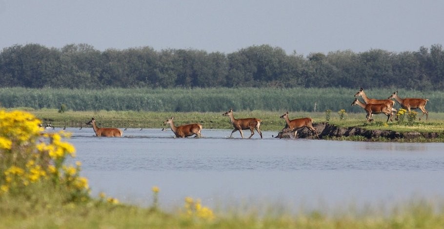 no_cc_herten-in-water_by_Boswachter_Hans_Breeveld_fullwidth_slider.jpg